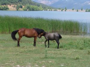 Olvios Hotel Orini-Korinthia Greece