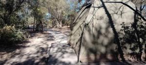 Hyenas howl campsite