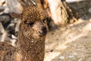 Borgo Incantato Spoleto - Sustrico Di Spoleto