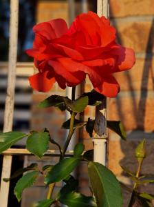 Wohnung Adlerhorst in Eversen-Heide