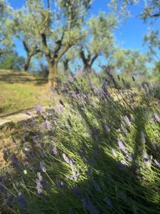 Chalet Bosco Magico Roccolo