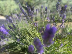 Chalet Bosco Magico Roccolo