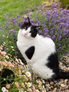 Ferme des Petites Oreilles 4 étoiles