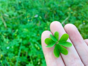 Appartements Studio dans residence calme : photos des chambres