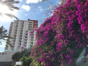 Studio für 4 Personen ca 15 m in So Martinho, Madeira Südküste von Madeira