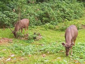 Wild Window - Forest View Homestay