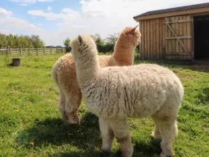 Jackdaws Den - Pilling