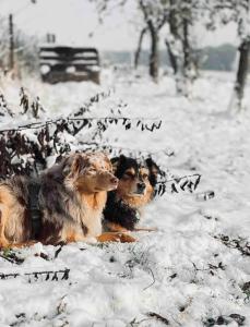 VillaHarmony wartet auf Familien mit Hund!
