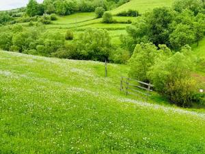 Evenimente Edelweiss