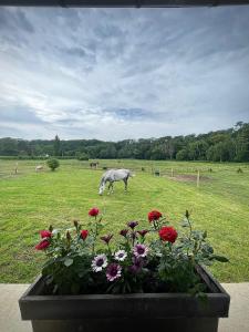 Appartements Horse Cottage : photos des chambres