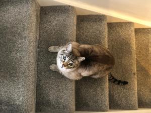 Shared House - Private Room with Dedicated Guest Bathroom near Paddington