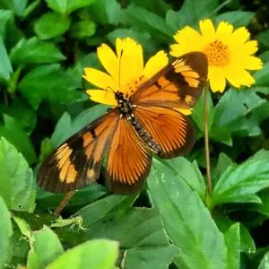 Sitio com chalés na serra da Cachoeira do Mendanha - Parque Dom Bosco