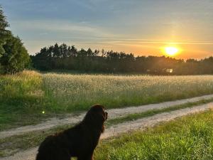 Widny Jaś zaprasza z psem nad jezioro na Kaszuby