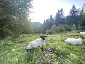 Maisons de vacances Le Ptit Rupt : photos des chambres