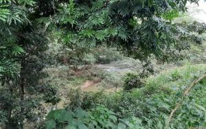 River Forest Camp