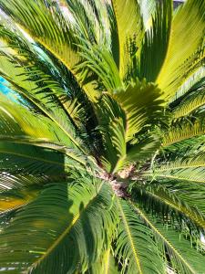 B&B / Chambres d'hotes Villa Xanadu : photos des chambres