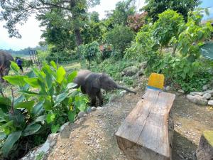 Bamby Chilling House - Feel The Nature