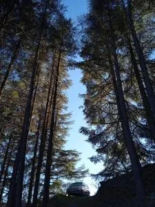 Entre les cèdres - Arphy