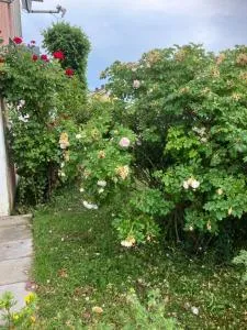 Borgholm Centralt - Stora Oknö