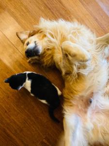 Pod Kogutem i Sową - Bio Wioska z domkami Premium w góralskim stylu dla dorosłych