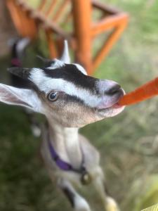 Pod Kogutem i Sową - Bio Wioska z domkami Premium w góralskim stylu dla dorosłych