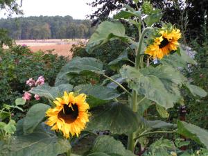 Zum Schwarzen Stiefel - Bauernhäuschen