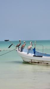 Doctors apartment Island Sunrise