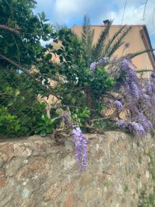 B&B / Chambres d'hotes BandB - les rosiers - Corse - chambre Garance : photos des chambres