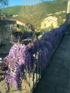 B&B / Chambres d'hotes BandB - les rosiers - Corse - chambre Garance : photos des chambres