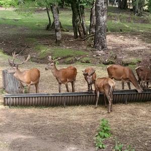 cabaña vista hermosa neltume