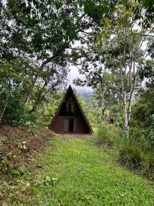 Pavón dorado - San Luis