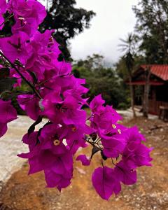 Chalet Brisas