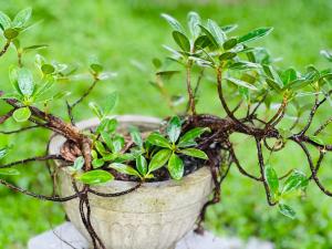 Gerts Aerovista villa