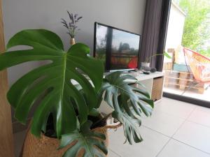 Appartements Les Jardins d'Oc - Wifi, Terrasse et Jardinet - Appart T2 neuf : photos des chambres