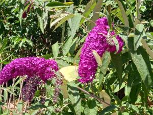 Tentes de luxe La roulotte du petit paradis : photos des chambres