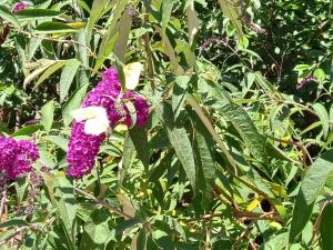 Tentes de luxe La roulotte du petit paradis : photos des chambres
