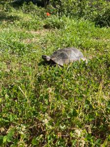 STAZZU LU CHISSONI img50