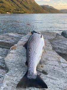 Malangen Arctic Sealodge Cabin 10