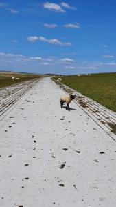 NEU!! FeWo Deichblick OG am JadebusenNordseeküste