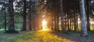 Le bois des fées de Chazelles - 拉罗什富科