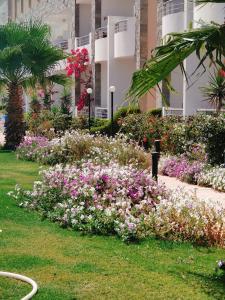 سيسليا ريزورت h9