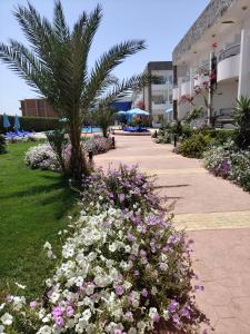 سيسليا ريزورت h9