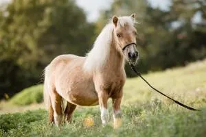 Ferienwohnung Silvia - Tainach