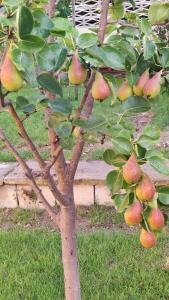 Trakata Villa Apartments