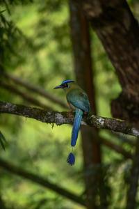 Cabin Nestled in Bamboo Forest