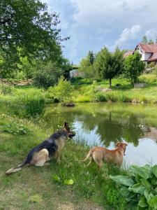 Agroturystyka Nad Stawem