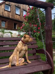 Agroturystyka Nad Stawem