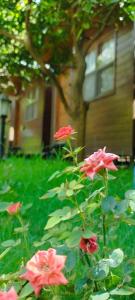 Olympos Varuna Pansiyon