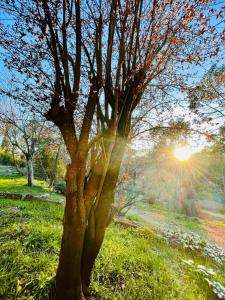 B&B / Chambres d'hotes La Salamandre en Provence : photos des chambres