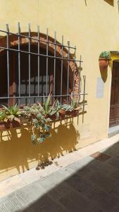 La cicala